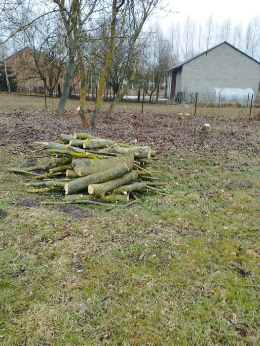 Drewno wierzba, orzech