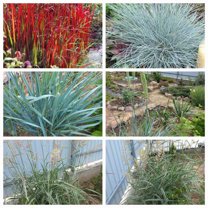 Ірис бордюрний карликовий жовтий