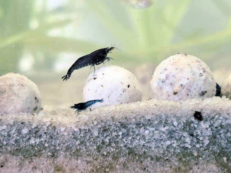 Neocaridinas/camarões Blue Dream