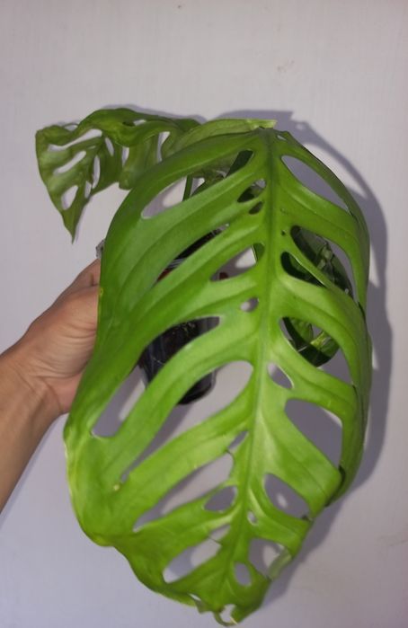 Монстера Esqueleto