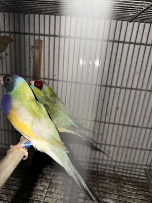 Diamantes gould machos