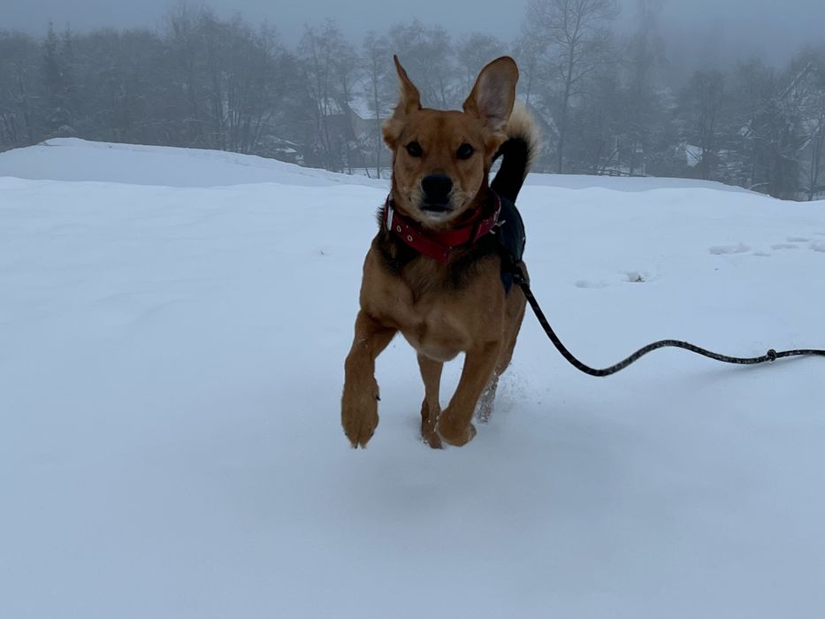 Oddam pieska za darmo