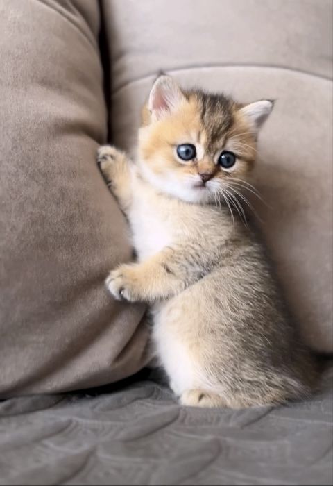 Шотландський котик золота шиншила