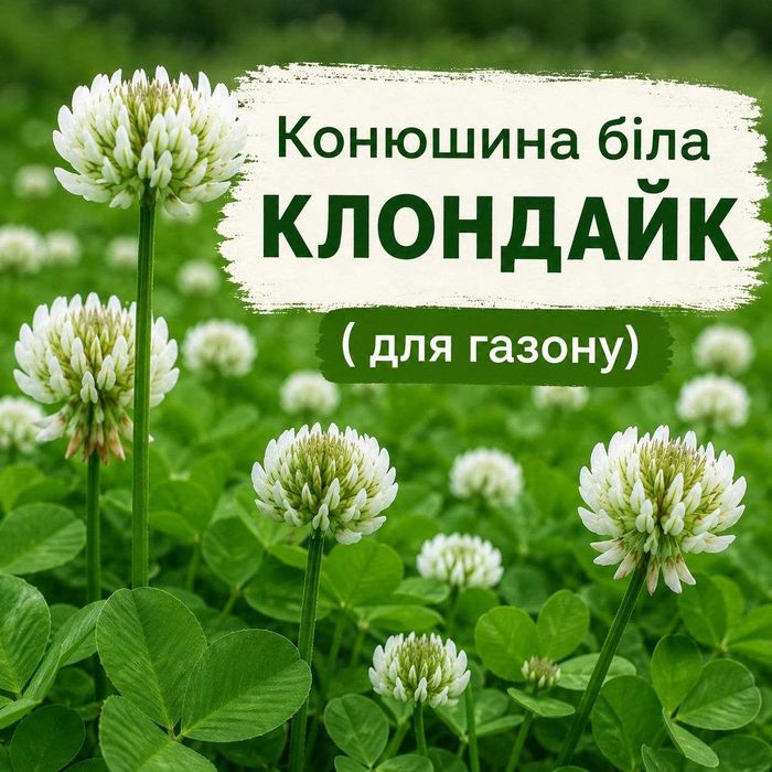 Конюшина біла Клондайк з найбільшою посухостійкістю насіння клевер семена газона