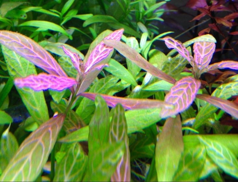 Rośliny akwariowe sprzedam