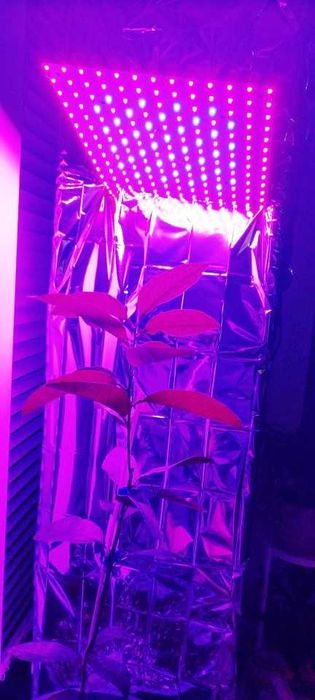 Фітолампа LED 220W 169LED полний спектр для рослин