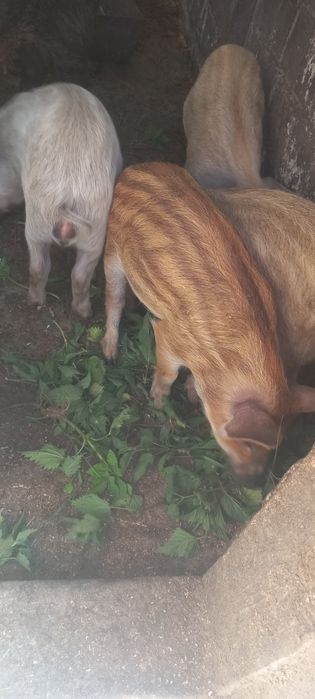 Продам поросята породи мангали