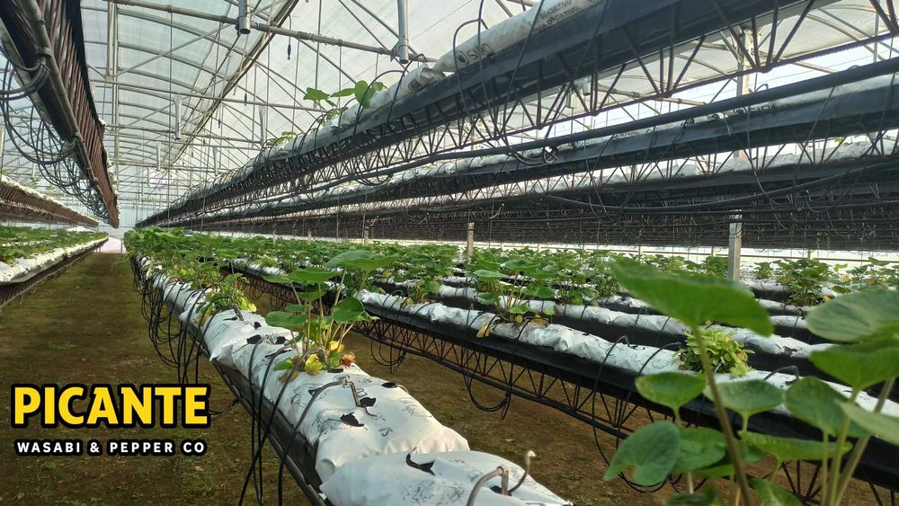 Wasabi Fresco (Rizoma Japonês)