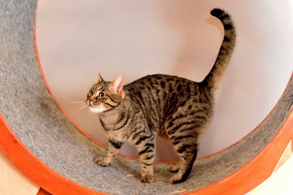 Шикарный кот Джек ищет свою семью