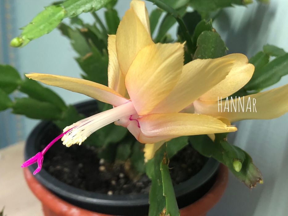 Шлюмбергера AN040