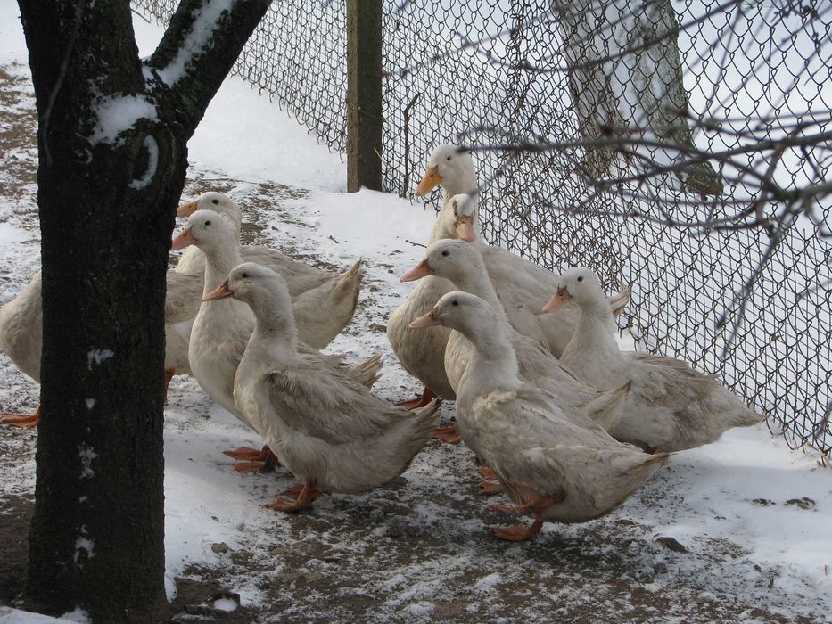Инкубационное яйцо пекинской утки.