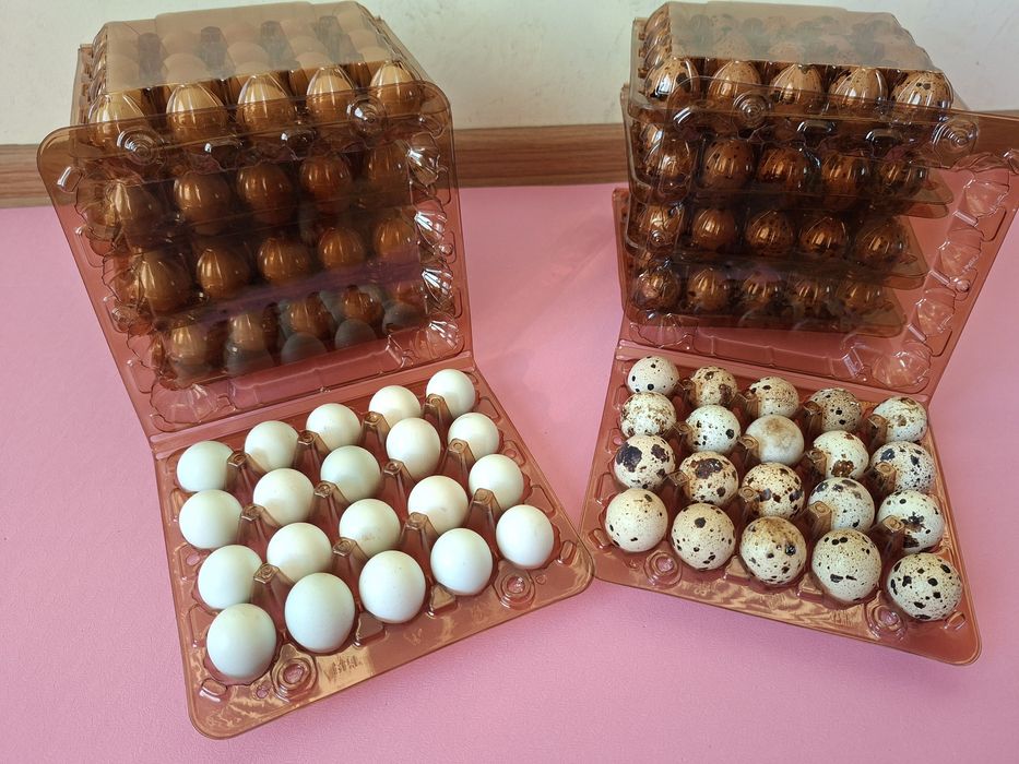 Перепелині яйця  Техас  Селадон