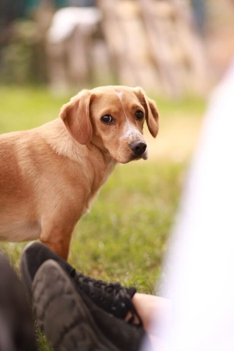 Nieduży, młody i wyjątkowy. Ten psiak zasługuje na dom