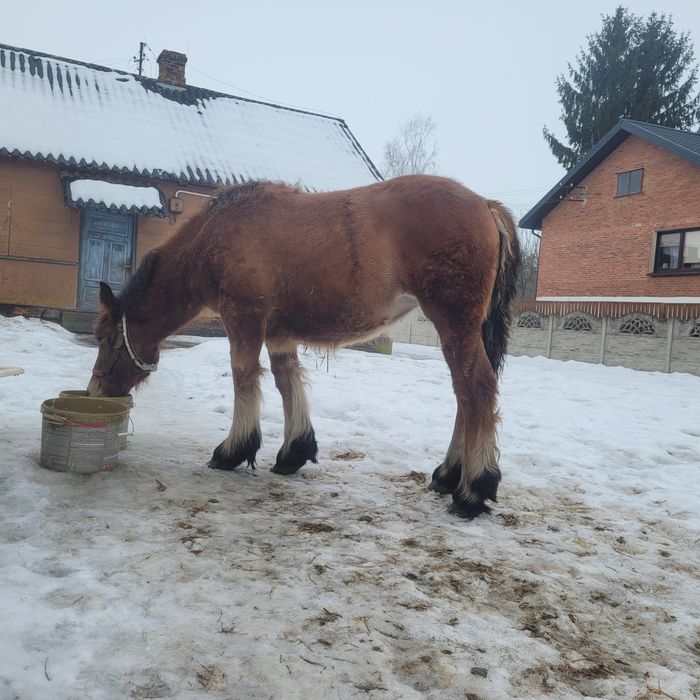 Sprzedam źrebice zimnokrwistą 6mc