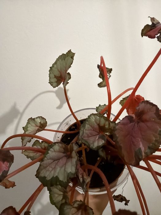 Begonia rex vermelha