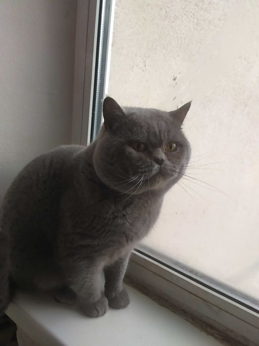 Кіт на в'язку, прямовухий .