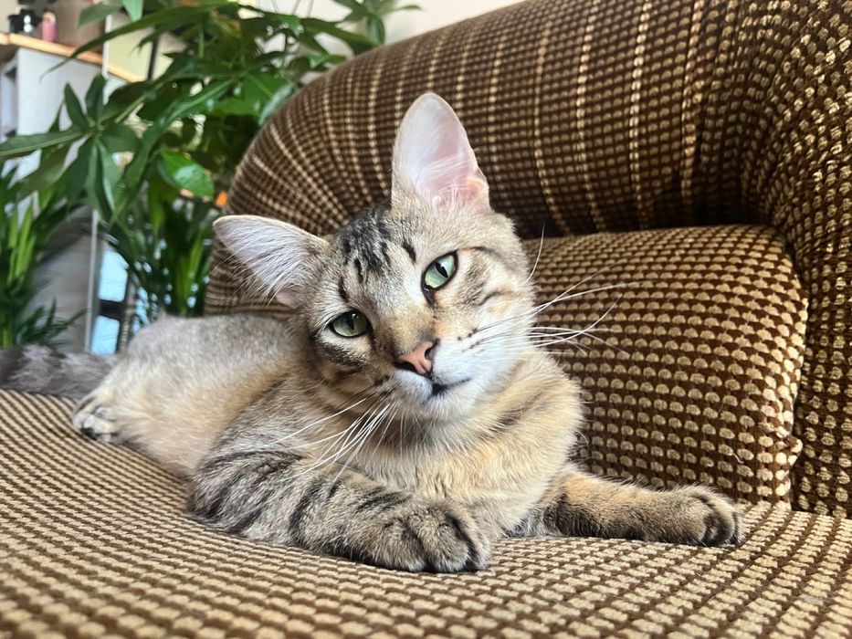 Gato jovem para adoção responsável