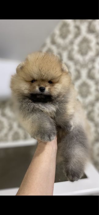 Мини мальчик померанмкий шпиц