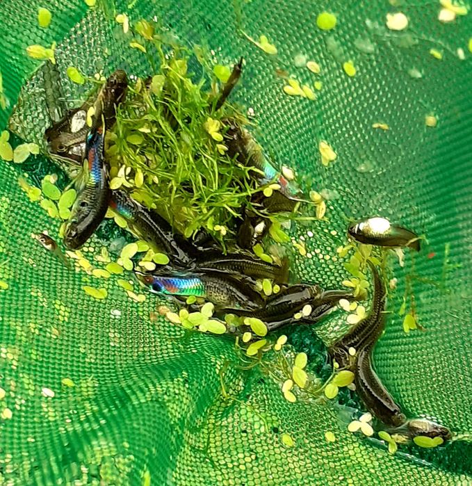 Promoção pack peixes tropicais (Espadas (4) e Guppys endlers(12))