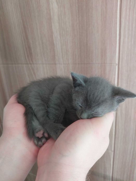 Маленький срібний котик безкоштовно