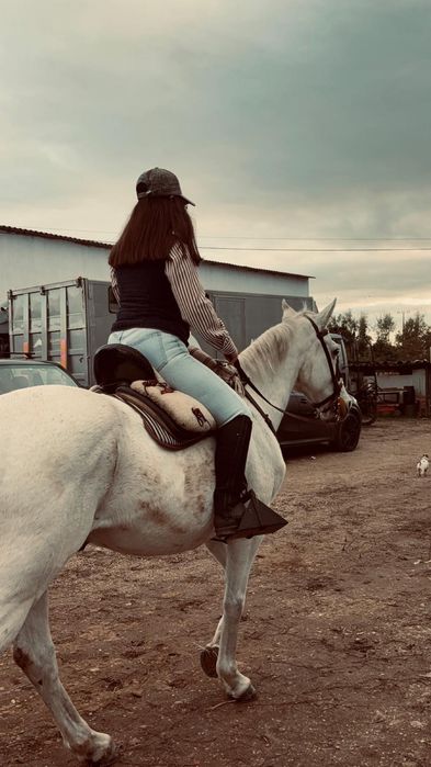 Cavalo cruzado 12 anos