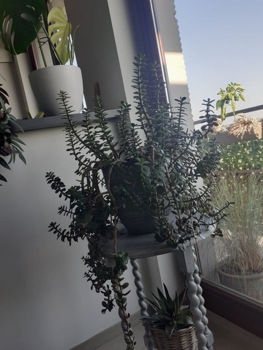 Siedem sadzonek z Grubosza zwisajacego
