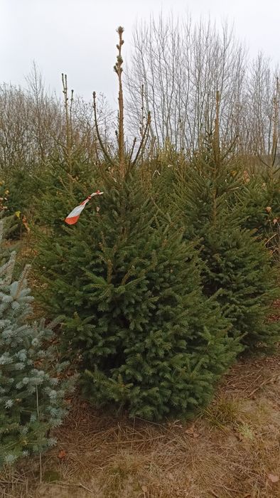 Choinki choinka świerk srebrny kłujący pospolity