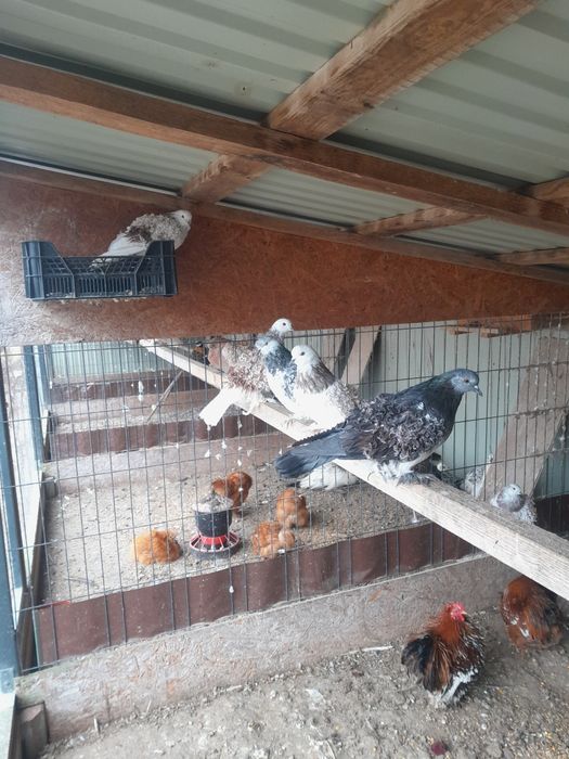 Gołębie ozdobne loczki