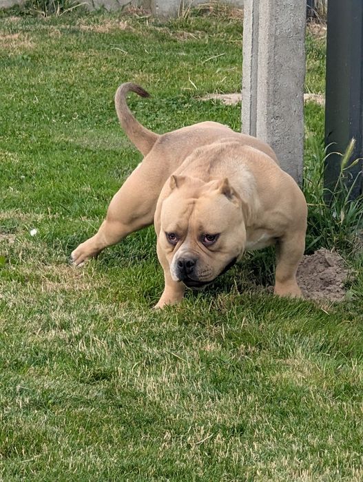 American bully pocket