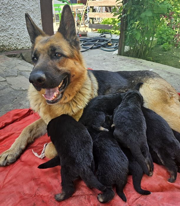 Продам цуценят Німецькой овчарки