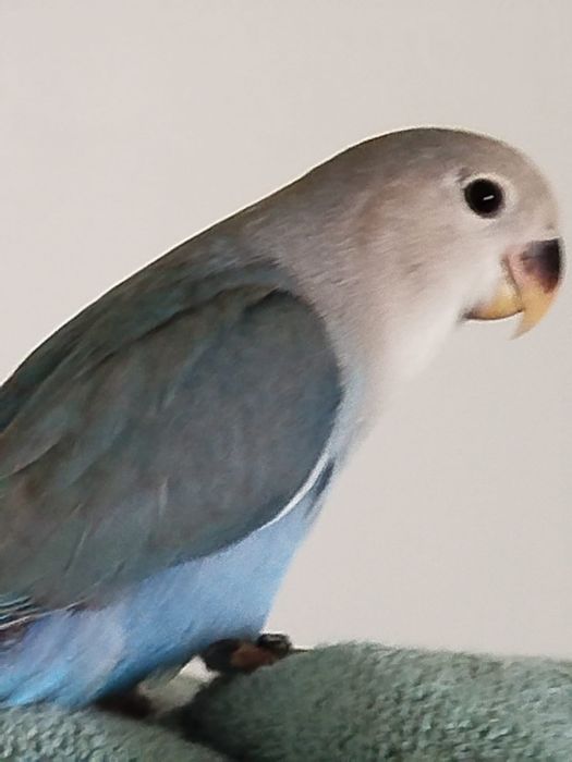 Vendo agapornis Domesticados e super meigos