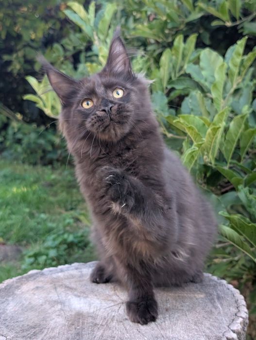 Adopcja płatna Czarny kocurek Iwo Maine Coon Zapraszamy
