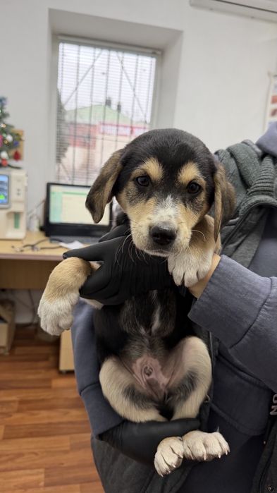 Цуценята, собачки, красунчики в добрі ручки!