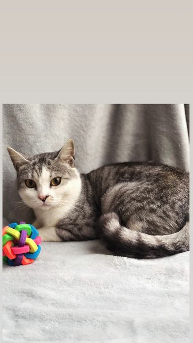 Отдам шиншилового кота, метис шотландца, 1,5 года, кастрирован,