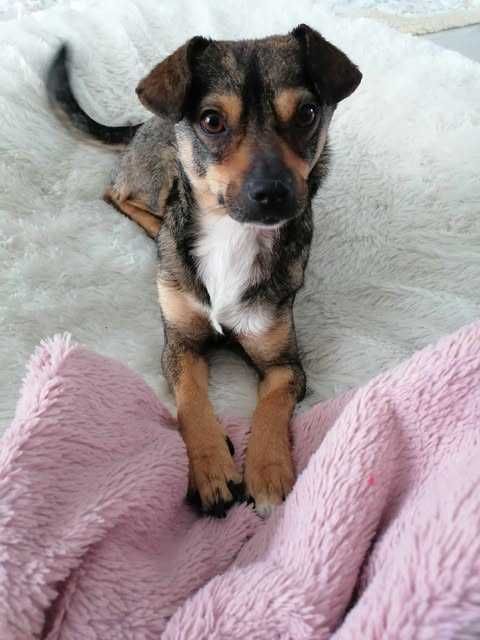 Żabek poleca się do adopcji