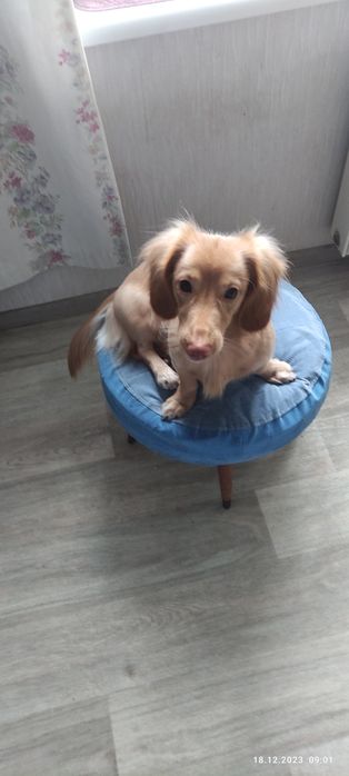 ВЯЗКА кобель таксы длинношерстной кремовый окрас