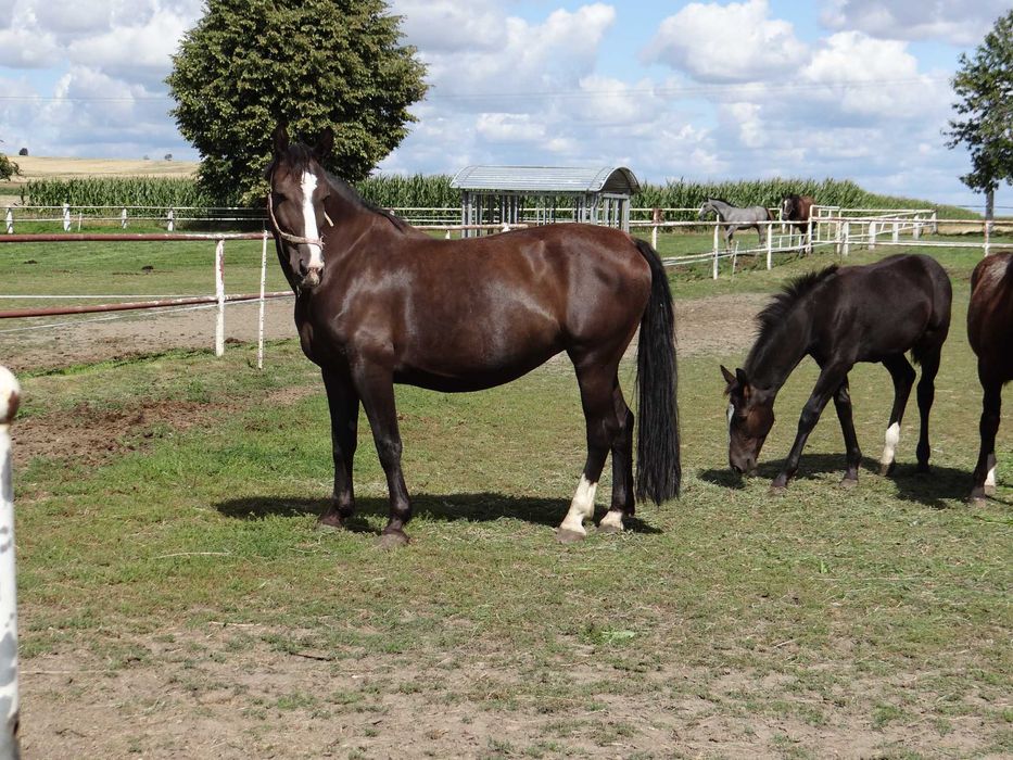 Sprzedam klacz rasy śląskiej - BONITA