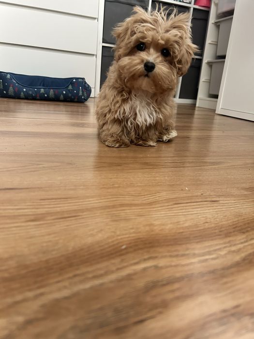 Maltipoo piesek.