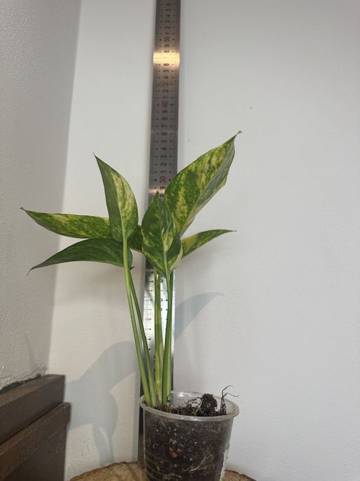Епіпремнум Pinnatum Yellow Flame