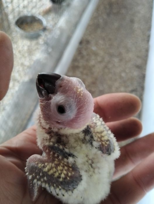 Aratinga do sol para criar a mão