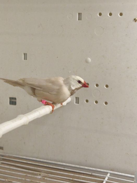 Samiec Amadyny Ostrosternej Cremino