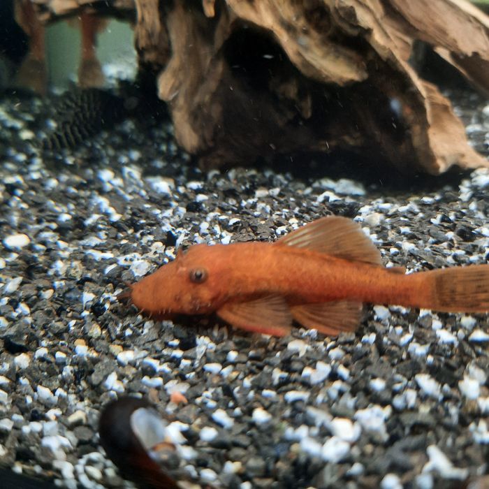 LDA 16 Super Red.Zbrojnik