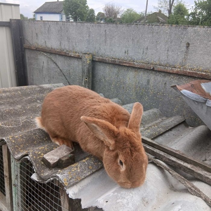 Продам кролів НЗК