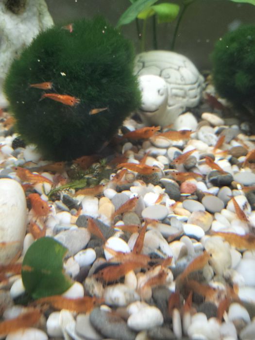 Продам акваріумних мешканців