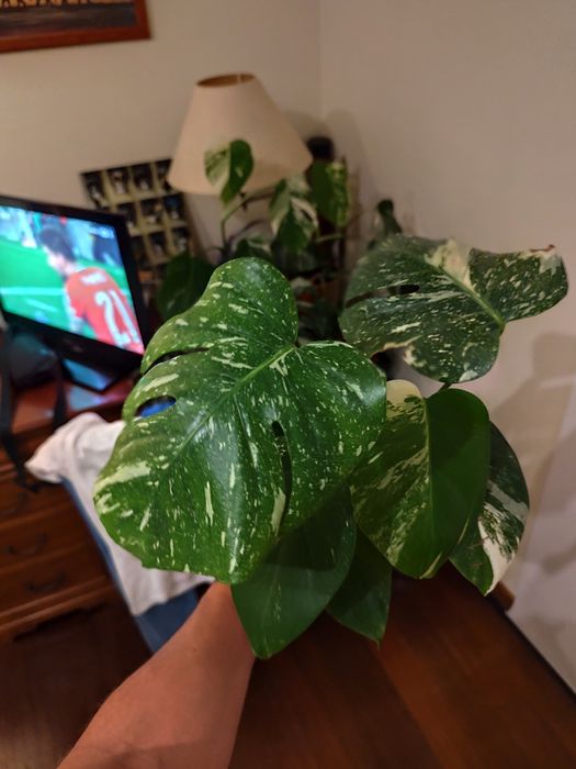 Monstera Thai constellation cut com raiz