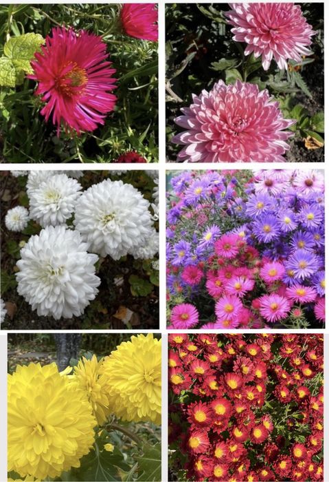 Хризантема, сентябринка, айстра