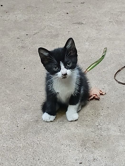 Gatinhos para adoção