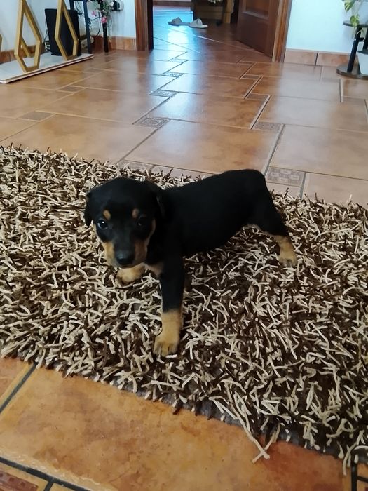 Cachorrinho macho para adoção