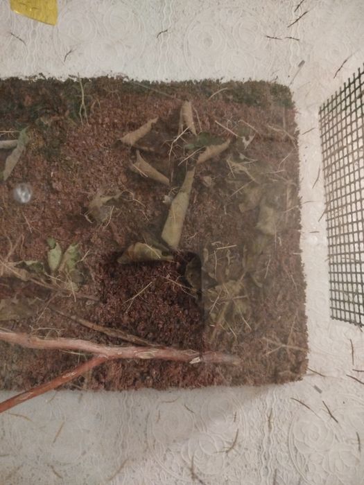 Patyczaki oddam za 5 zl