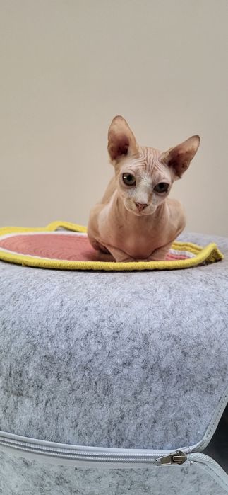 Sfinks kocurek BATMAN